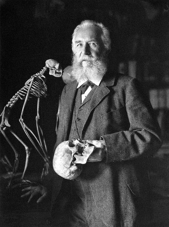 Nicola Perscheid ~ Ernst Haeckel