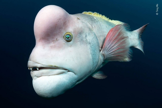 Asian Sheepshead Wrasse
