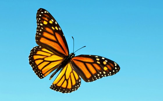Monarch Butterfly