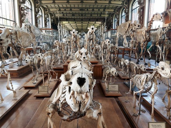 Gallery of Palaeontology and Comparative Anatomy