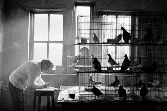 Martin Parr ~ Pigeon competition