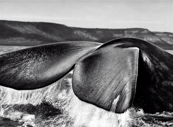 Sebastião Salgado ~ Péninsule Valdés, Argentine