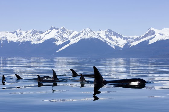 John Hyde ~ Orcas in Alaska