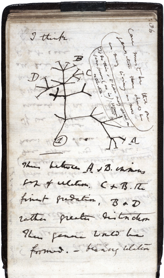 Tree of Life