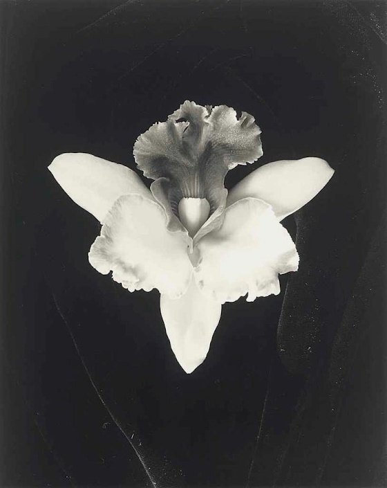 Robert Mapplethorpe ~ Orchid